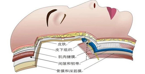 皮肤各层次解剖图展示