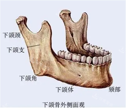 下颌结构示意图