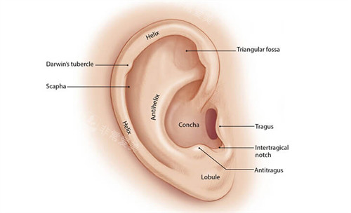 耳朵图示