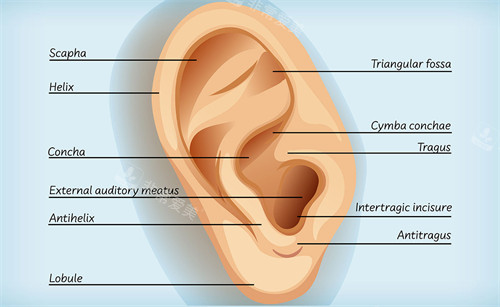 耳朵结构展示动画图