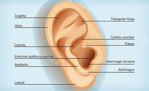 耳朵結(jié)構(gòu)展示動(dòng)畫圖