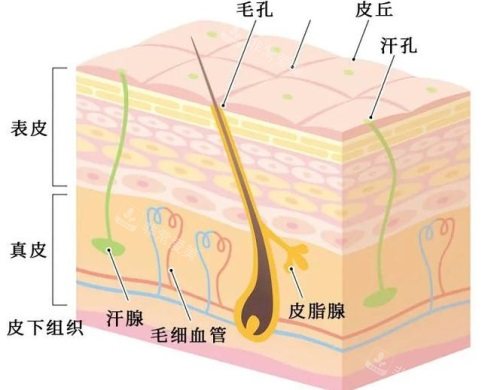 皮膚結(jié)構(gòu)示意圖 皮膚結(jié)構(gòu)示意圖
