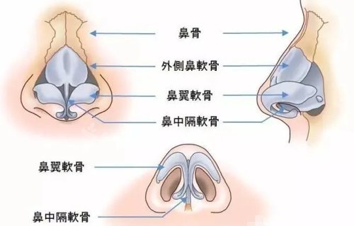 鼻部结构示意图 鼻部结构示意图