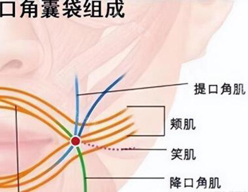 口角囊袋組成展示照片