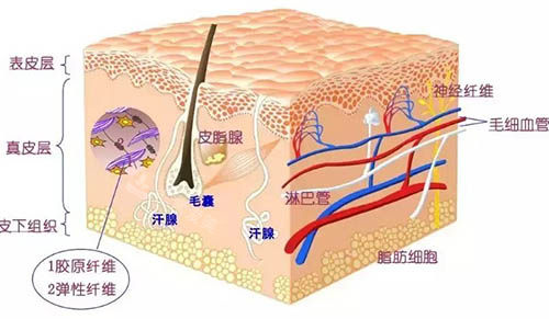 皮肤解剖结构图