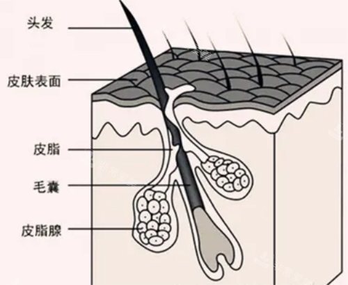 头发分布结构图图片