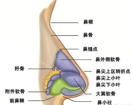 鼻部結(jié)構(gòu)示意圖 鼻部結(jié)構(gòu)示意圖