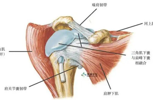 肩部肌肉骨骼结构示意图