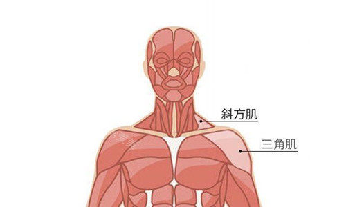 肩部肌肉示意图