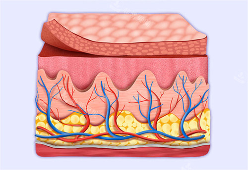 皮肤层次示意图