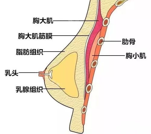 胸部結(jié)構(gòu)示意圖 胸部結(jié)構(gòu)示意圖