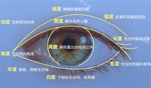 眼整形示意圖