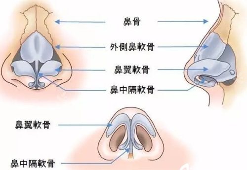 鼻部结构图