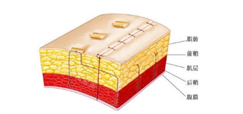 皮肤下脂肪分布详细说明图