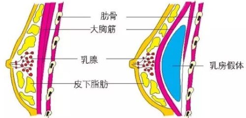 胸部结构示意图 胸部结构示意图