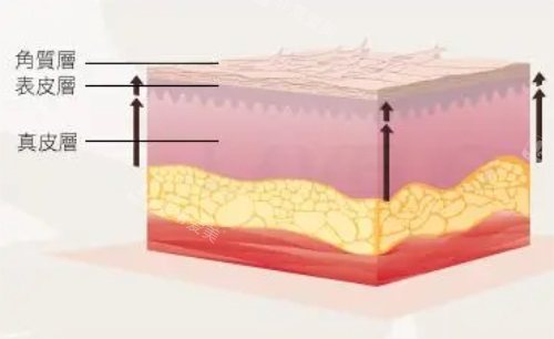 皮肤结构示意图