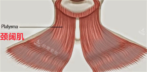 颈阔肌动画展示图