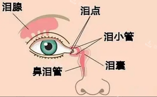 眼部機構(gòu)圖分解