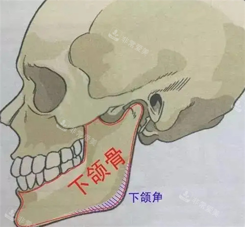 下頜角位置展示 下頜角位置展示