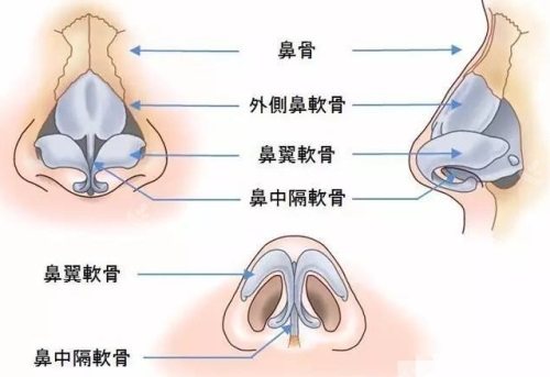 鼻部结构示意图