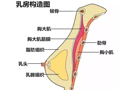 胸部結(jié)構(gòu)圖