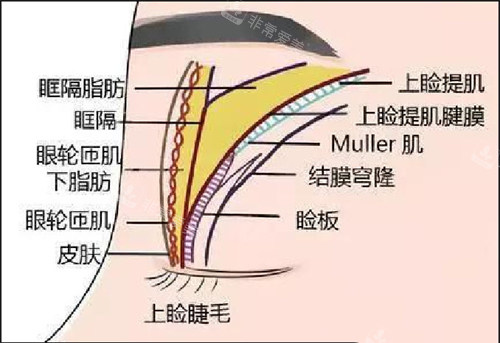 眼部組織部位圖示