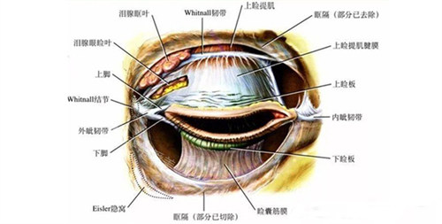 眼部組織結(jié)構(gòu)展示