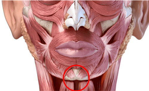 面部肌肉和下巴肌肉展示