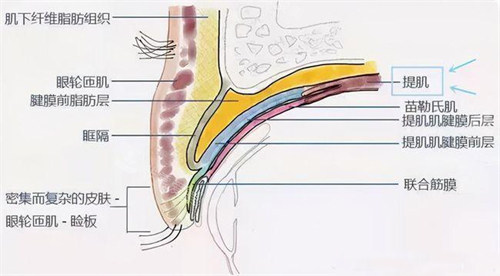 眼部構(gòu)造展示圖 眼部構(gòu)造展示圖