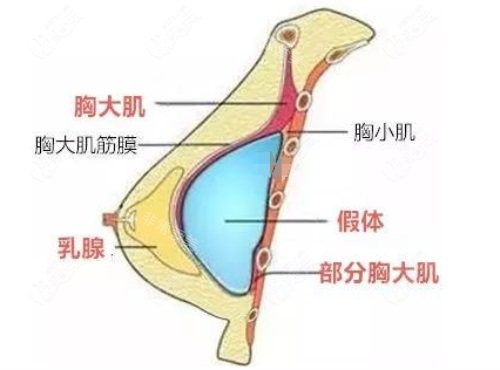 胸部結(jié)構(gòu)示意圖 胸部結(jié)構(gòu)示意圖