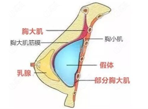 胸部结构示意图