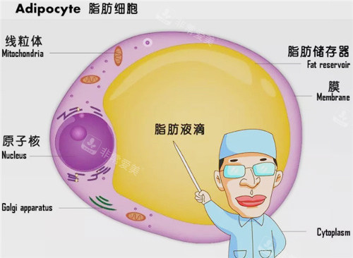 眼部脂肪图示