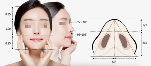 鼻子美学设计标准图示