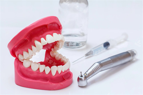 牙科模型展示