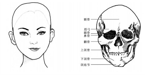 面部骨骼组织详细介绍图