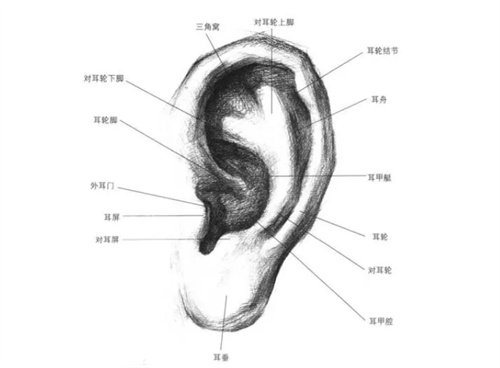 外耳廓具体形态介绍图