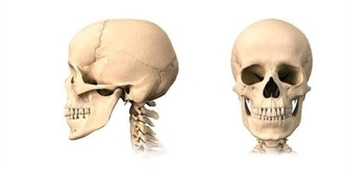 面部骨骼组织详细介绍图