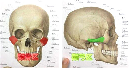 颧骨区和颧弓区展示图