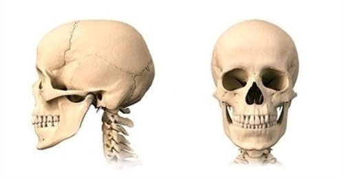 面部骨骼实例参考图