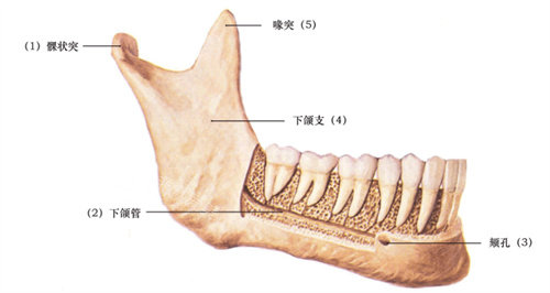 下颌角骨骼示例图