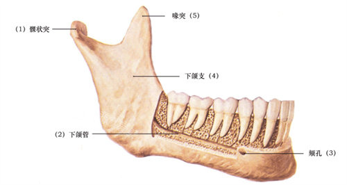 下頜角骨骼示例圖
