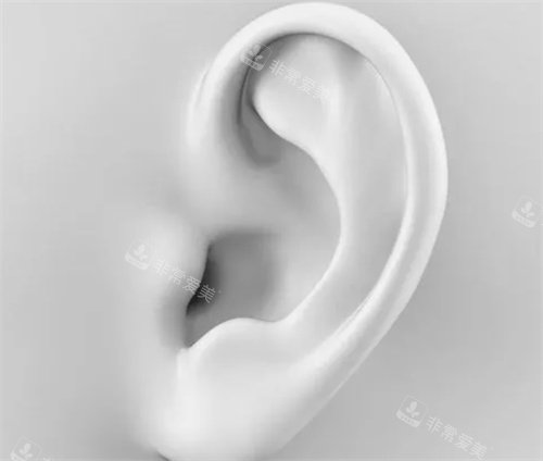 耳部形态模拟图