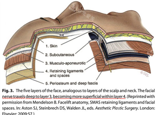 面部皮下組織詳細說明圖