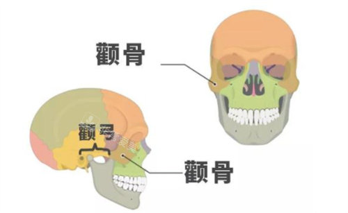 颧弓颧弓位置展示图