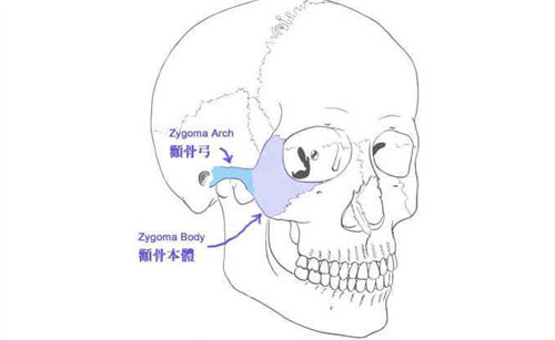 面部骨骼組成說明圖