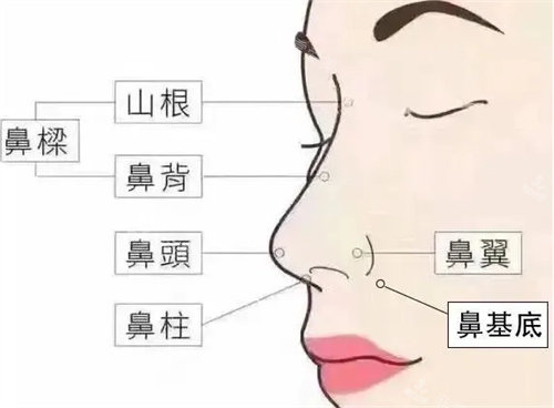 鼻子结构图.jpg