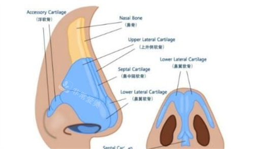鼻部結(jié)構(gòu)組織參考圖