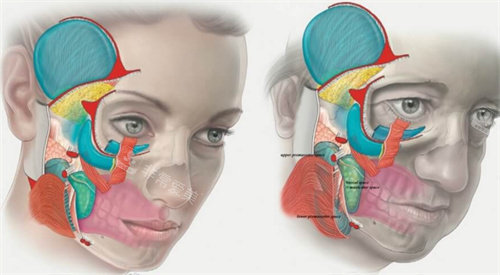 面部肌肉组织对比图