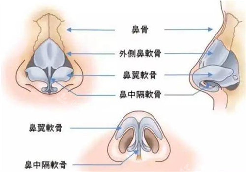 鼻部骨骼组织展示图