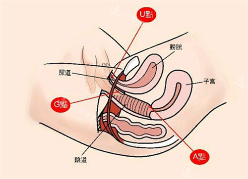 女性私处构造解剖图